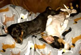 Check spelling or type a new query. Dachshund Dude Ranch Center Point Tx Pet Services Mapquest