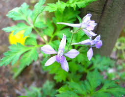 森の植物の歳時記》[276]【セリバヒエンソウ（芹葉飛燕草）】 ｜公益財団法人 ニッセイ緑の財団