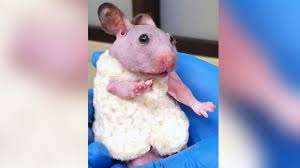 Pet adoption services, pet owner education and support and low cost and free spay and neuter and veterinary services for portland, or 97232. Oregon Animal Shelter Worker Crochets Tiny Sweater To Help Hairless Hamster Stay Warm Abc News