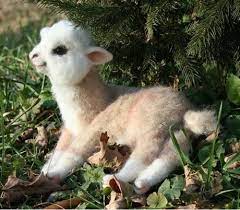 baby alpaca omg amigos dos animais criaturas fofas animais engracados