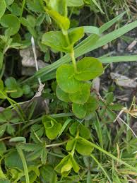 Image result for Scleria delicatula