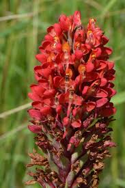 Image result for Disa welwitschii