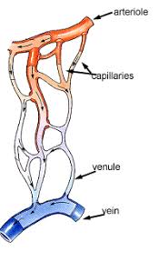 Circulatory System The Histology Guide