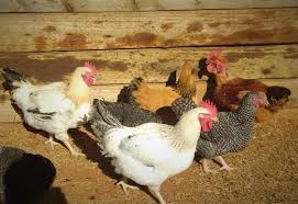 Maybe you would like to learn more about one of these? Chicken And Egg Production Increases With Rcp Model Coop Project In Tanzania Global Volunteers