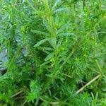 Image result for Galium chloroionanthum