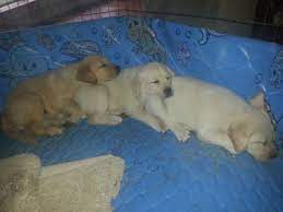 Top dawgs is a reputable breeder of akc polar bear english white labs. Akc Ch Grandsired English Lab Labrador Puppies 8 Wks Yellow White For Sale In Midlothian Texas Classified Americanlisted Com