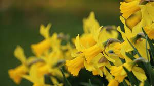 The Spring S Trumpet Daffodil Magical Properties And Uses Magical Herbs Daffodils Narcissus Flower Magical Herbs