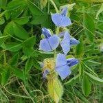 Image result for Crotalaria polysperma