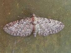 Image result for Eupithecia subumbrata