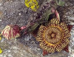 Image result for Orbea maculata