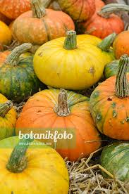 Image result for Cucurbita maxima