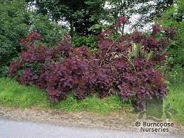 Cotinus x 'grace' 6 reviews. Cotinus Grace From Burncoose Nurseries