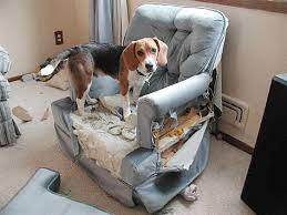 Cani beagle in vendita in animali: Beagle Distrugge Casa Come Risolvere La Situazione
