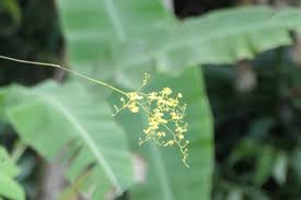 Image result for Polystachya odorata