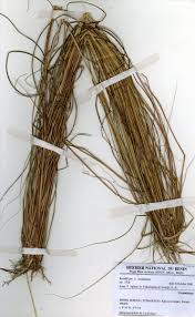 Image result for Rhytachne