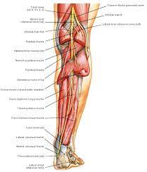 Chirurgisch Nl Operaties Menselijk Lichaam Het Menselijk Lichaam Menselijke Anatomie