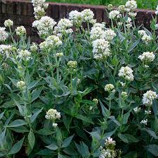 Image result for Centranthus