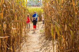 3.50 / bale • fertilized • bruce, south dakota. How To Make A Corn Maze Hgtv