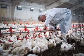 Hasta ahora, la gripe aviaria ha causado 42 muertos, pero, según la oms, una epidemia mundial podría causar hasta las aves enfermas de gripe aviaria mueren rápidamente una vez infectadas. Gripe Aviaria Se Espalha Por Diversas Regioes No Japao Dcmais
