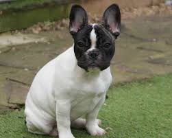 French bulldog boston terrier mix full grown. French Bulldog Boston Terrier Mix Petsidi