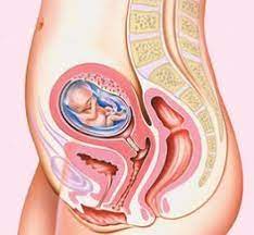 Pregnancy Week By Week