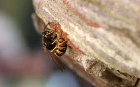 Pour trouver un nid de guêpes, cherchez là où la plupart d'entre elles se dirigent. Comment Se Debarrasser Des Guepes Le Parisien
