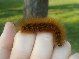 A caterpillar identification chart will help you identify and distinguish one caterpillar from the other easily. Brown Fuzzy Caterpillar Estigmene Acrea Bugguide Net