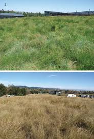 Image result for Diheteropogon filifolius