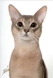 We comprise all of michigan and ohio, as well as portions of ontario. Khafre Abyssinian Cats
