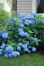 Nantucket Blue Endless Summer Hydrangeas Endless Summer Blue Hydrangea Summer Hydrangeas Hydrangea Landscaping