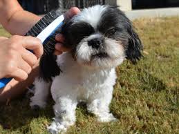 Is Coconut Oil Good For Dogs
