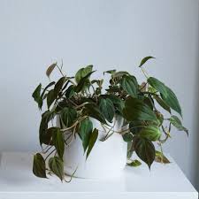 Image result for Protea micans