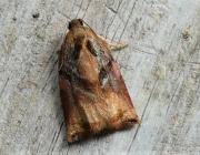 Image result for Archips podanus