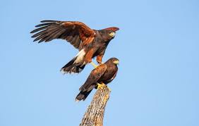 Hawks New York Birds Of Prey Pictures Better Know A Bird How Harris S Hawks Hunt Like Wolves To Bring Down Prey In 2020 Prey Harris Hawk Bird Guides