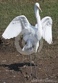 White Bird With Wings Spread Pin On Bird Photographs