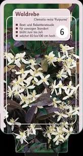 Image result for Clematis recta atropurpurea