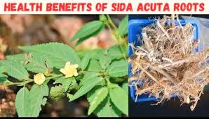 Image result for Sida acuta