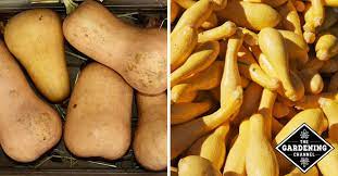 Just spread it out on a cookie sheet, and flash freeze it. Storing Squash Gardening Channel