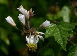 Image result for Sparrmannia