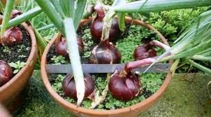 Tanam bibit bawang merah yang telah siap ke dalam pasir. Cara Mudah Menanam Bawang Merah Kaya Manfaat Di Pot Portalmadura Com