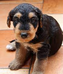 Annesairedales@gmail.com then see the how to reserve your puppy page for. Juhfd Airedale Terrier Puppies For Sale Handmade Michigan