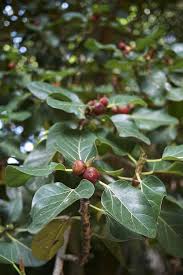 He pulled a peach from the tree. Popular Trees Name In Kannada India Gardening