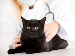 My cat had surgery for kidney stones. Diet And Calcium Oxalate Bladder Stones In Cats Petmd