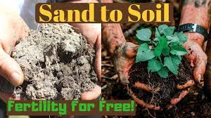 Sandy soil will crumble and fall apart. Sand To Soil In 1 Year Improving Soil Fertility For Free Youtube