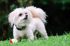 maltipoo charakter haltung pflege rassebeschreibung zooplus