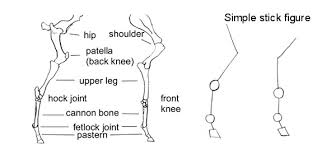 Horses have a small bone just below their front knees called the third metacarpal, or shin bone, which supports their whole weight even when galloping. How To Draw Horses Legs The Easy Way