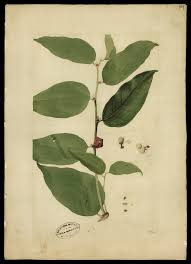 Image result for Heisteria