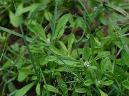 Image result for Gnaphalium polycaulon