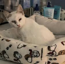 Can anyone help a kitty in distress in Brentwood?