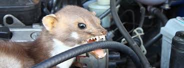Was kann man gegen diese tiere bzw. Marder Im Auto So Kannst Du Ihn Vertreiben Herold At